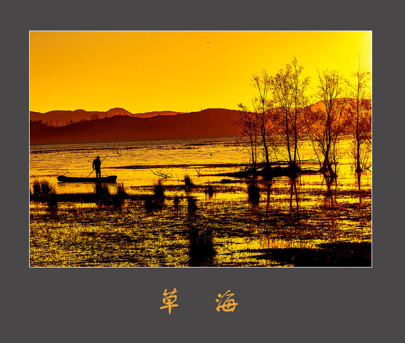草   海