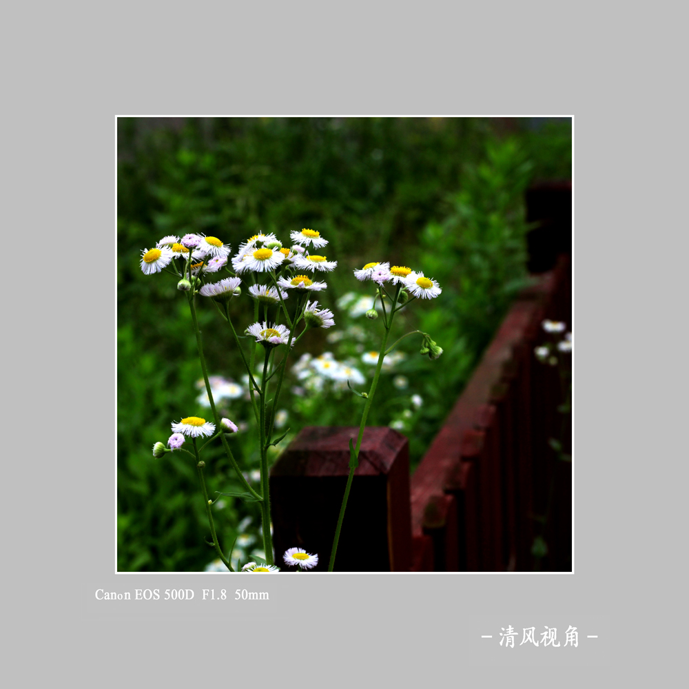 田园春色_8607