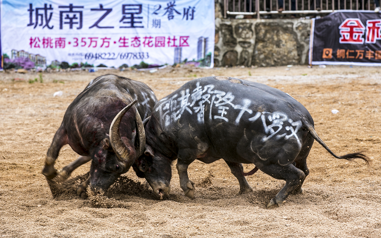 胜者为王