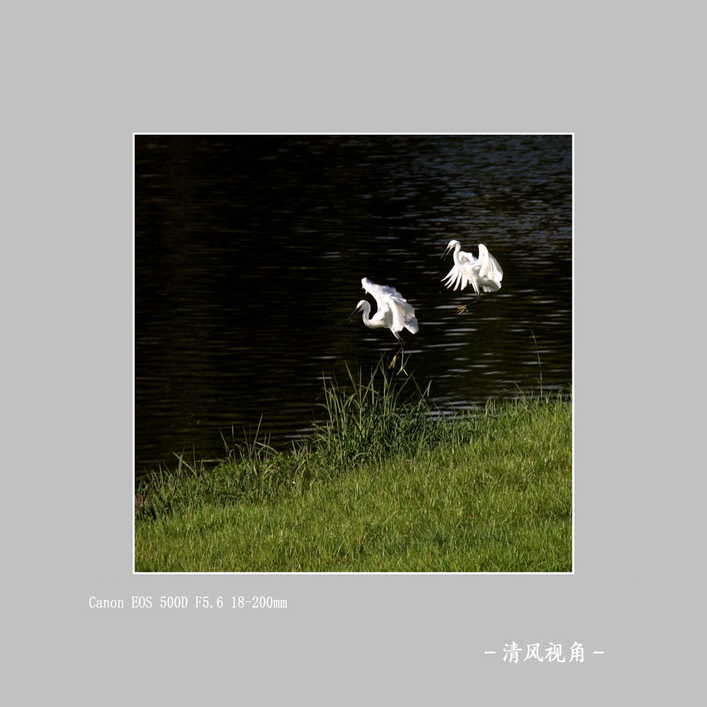 鹭_5267