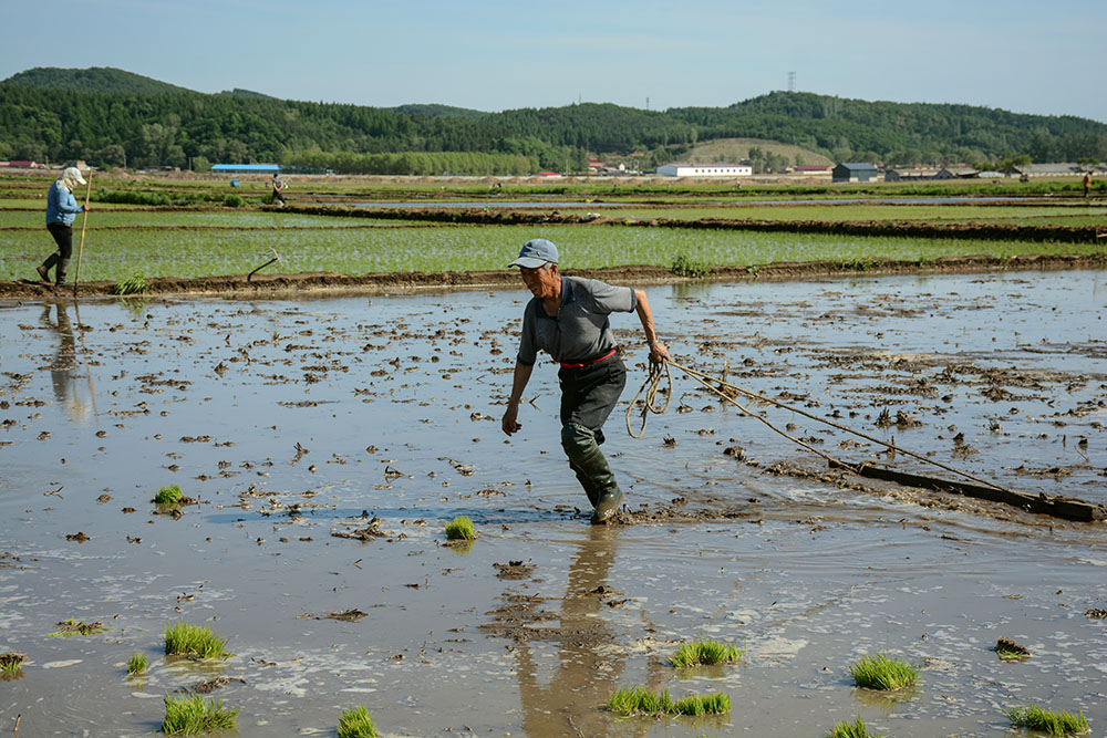 土法平整稻田