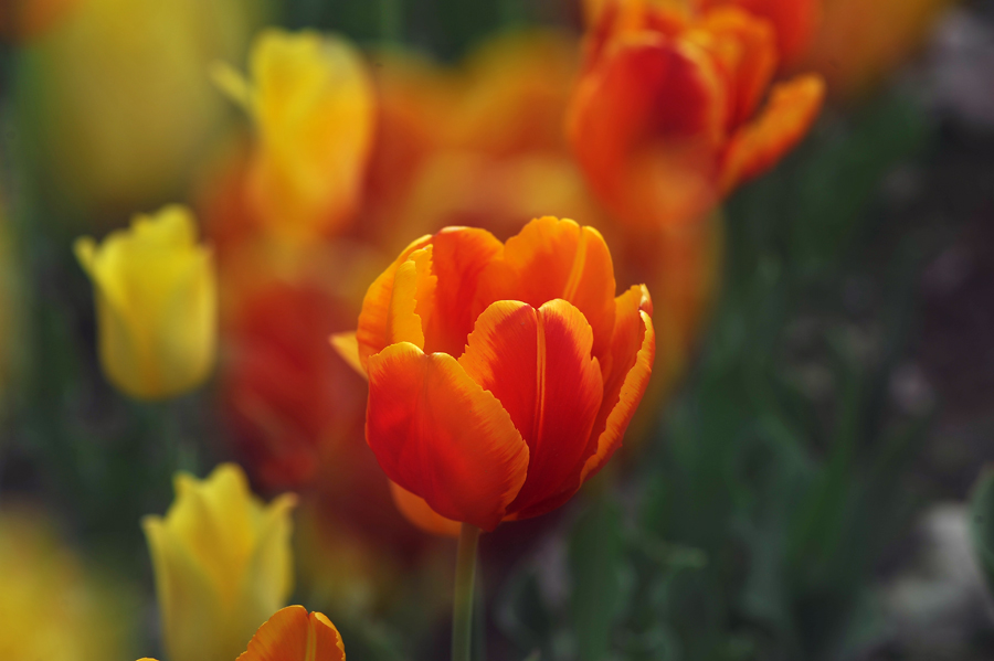 郁金香花开
