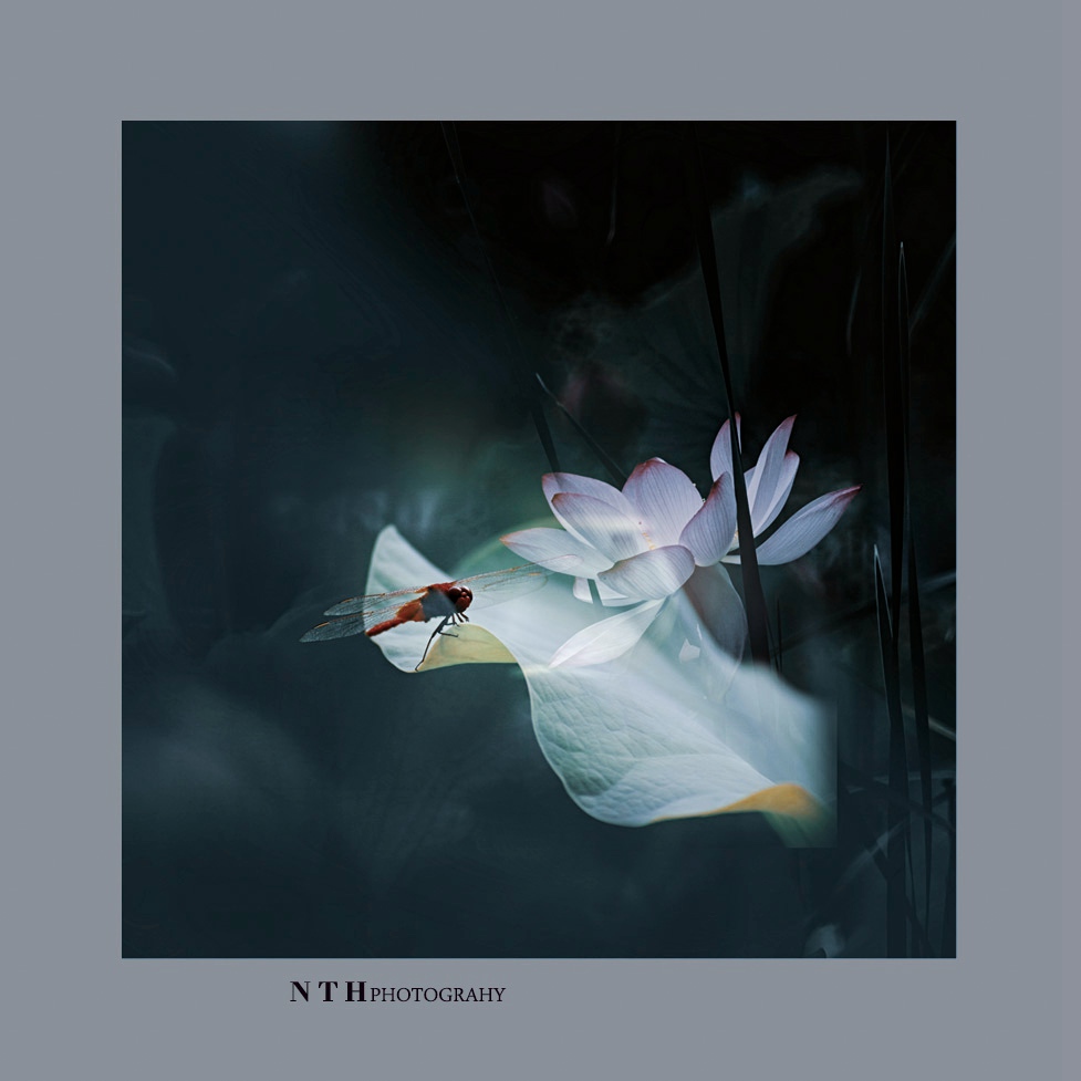清水芙蓉