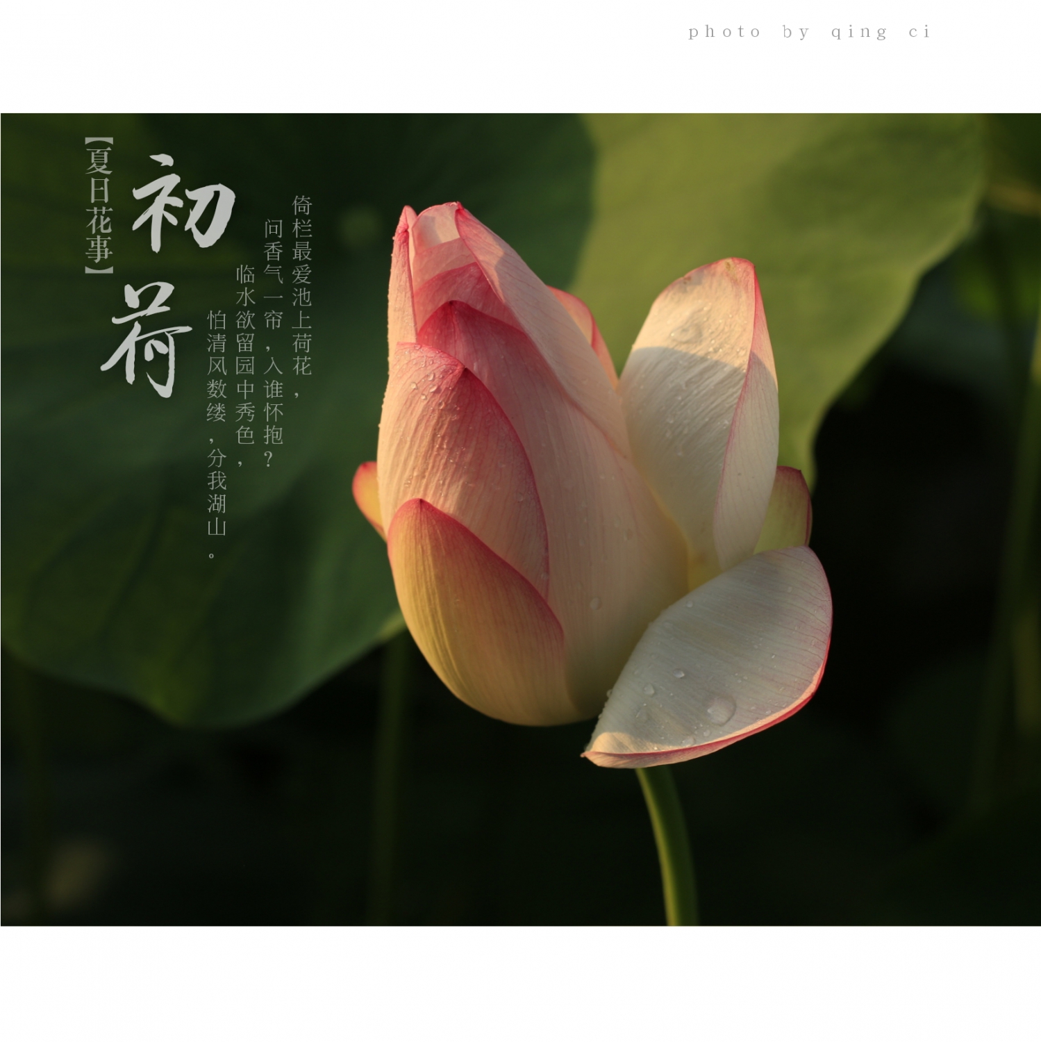 初荷