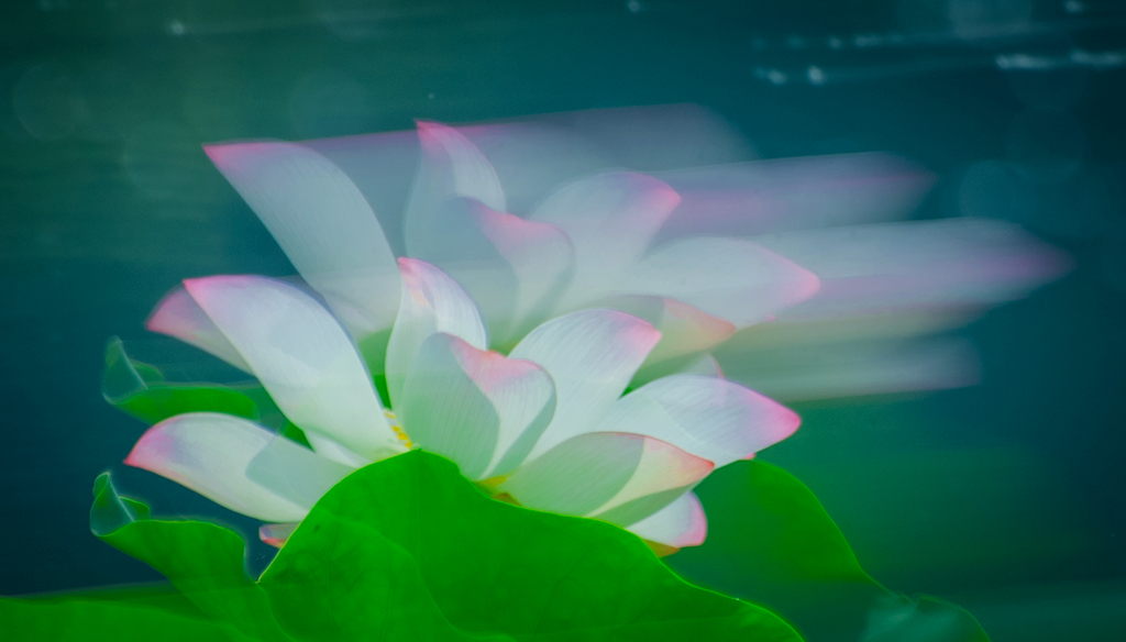 夏荷