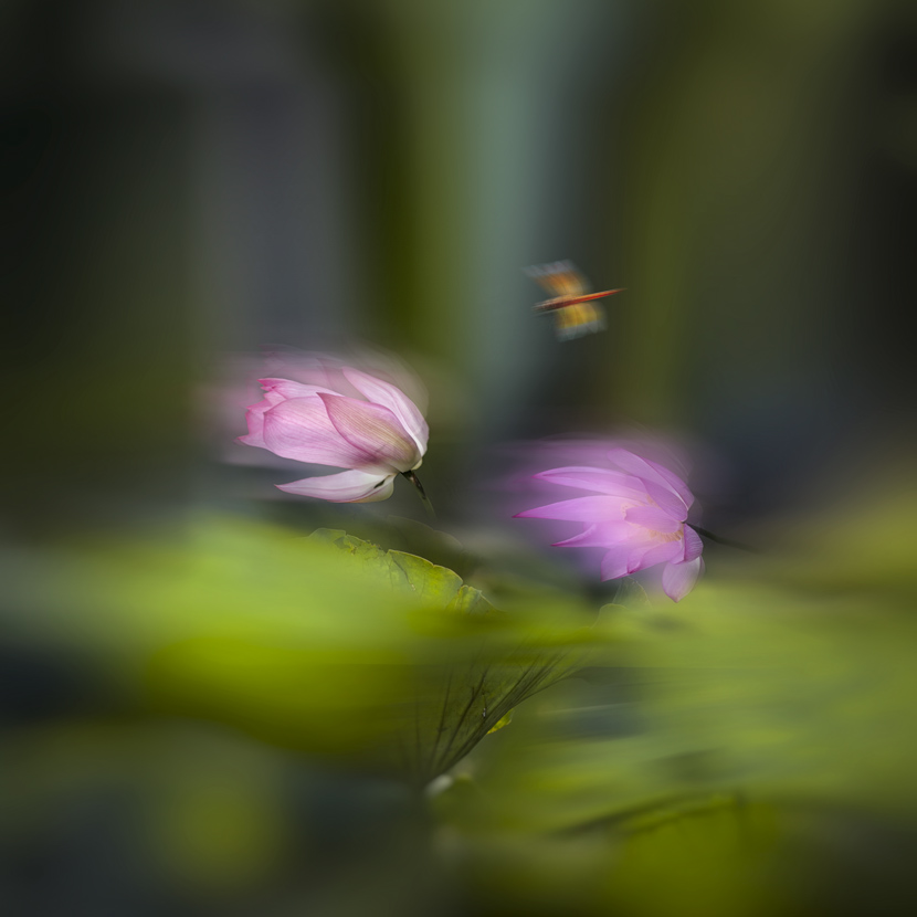 随风翻作浪