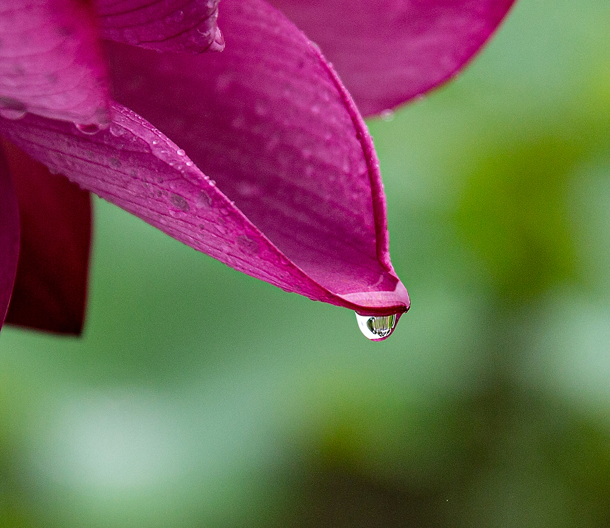 雨
