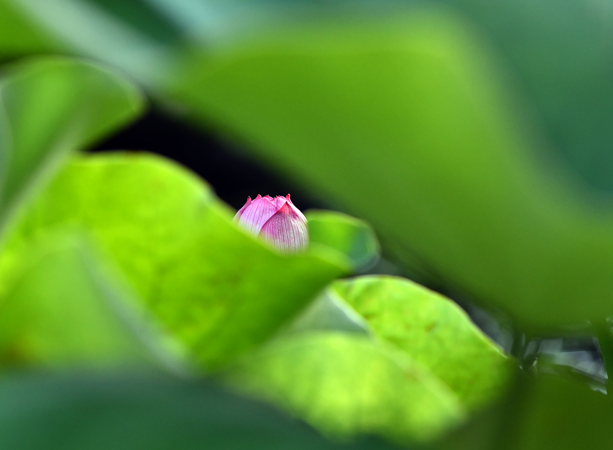 荷