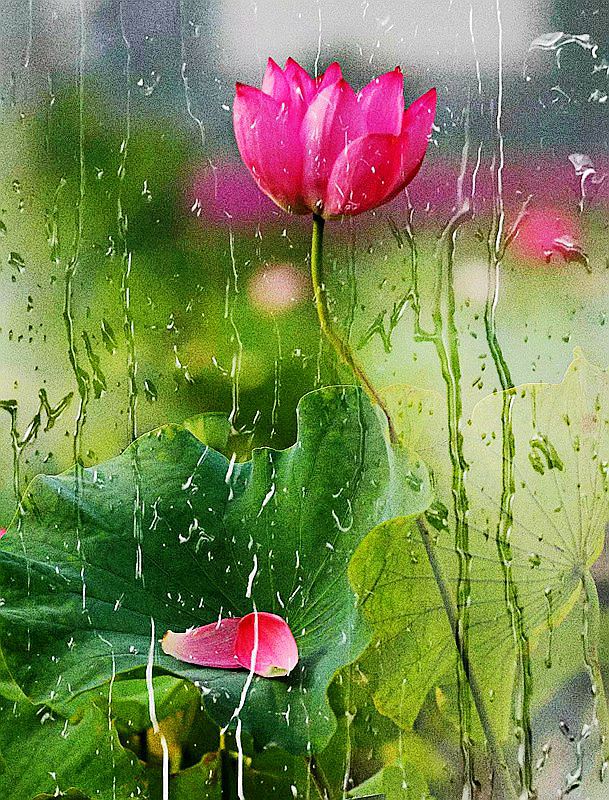 雨荷