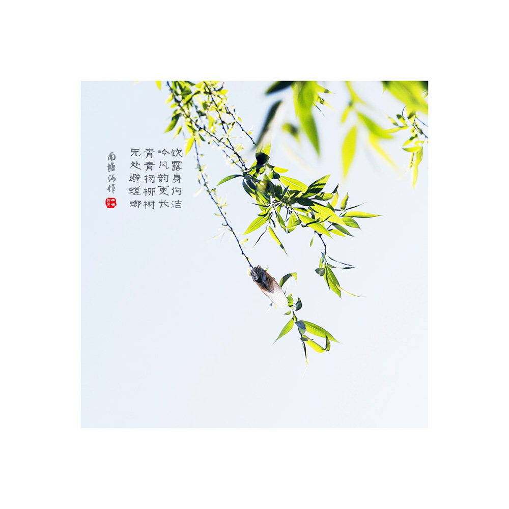 蝉鸣