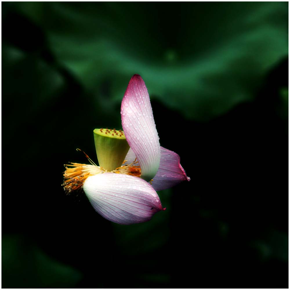 荷花_0054