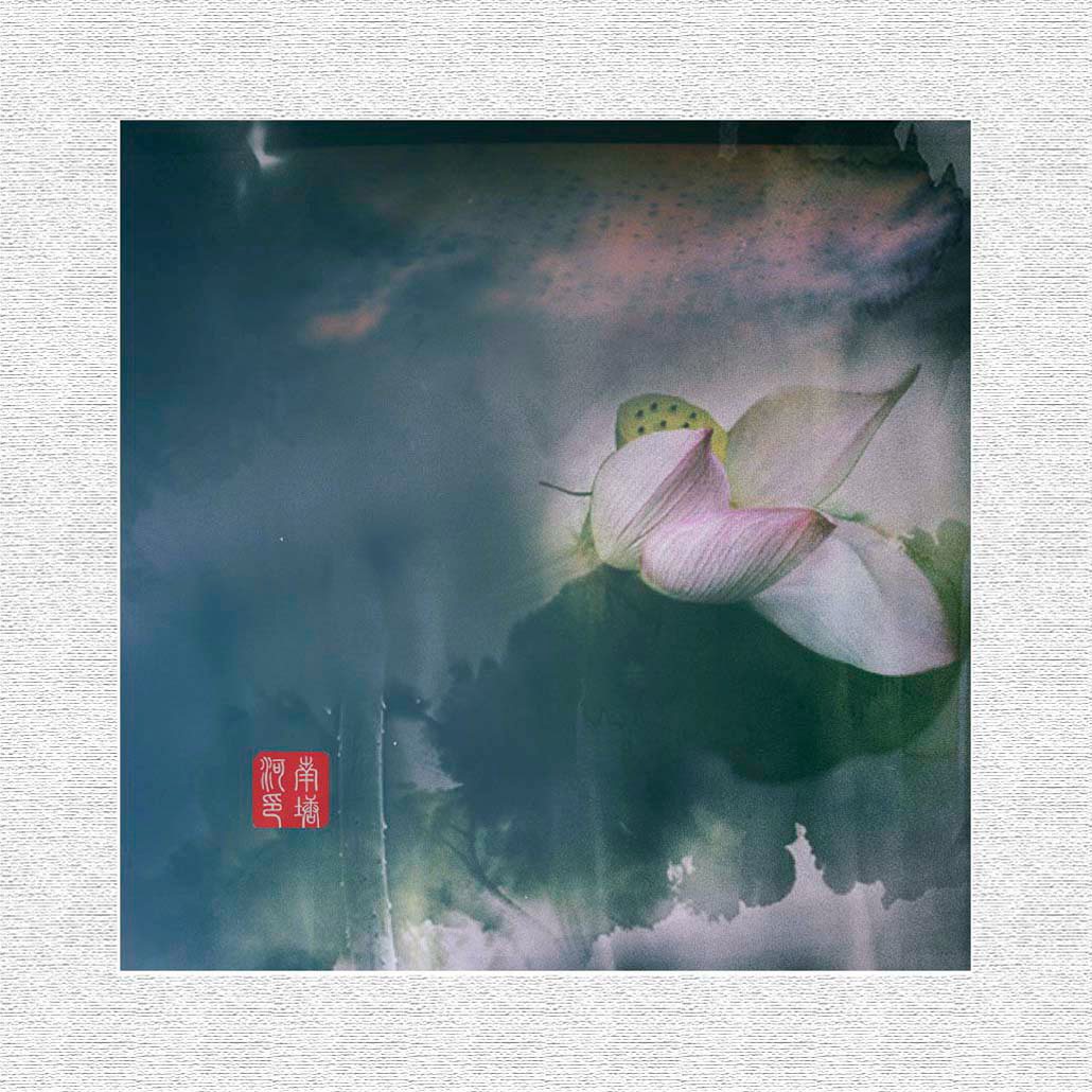 荷花