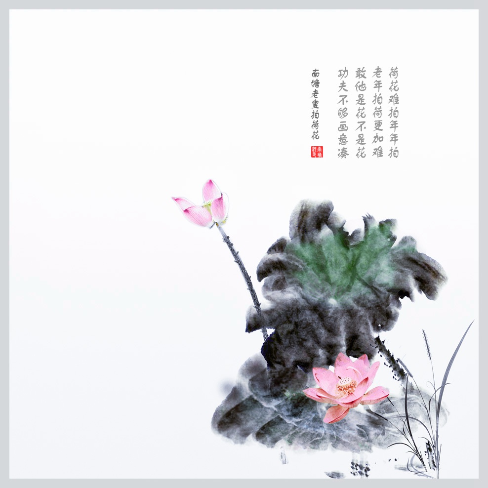 荷难拍