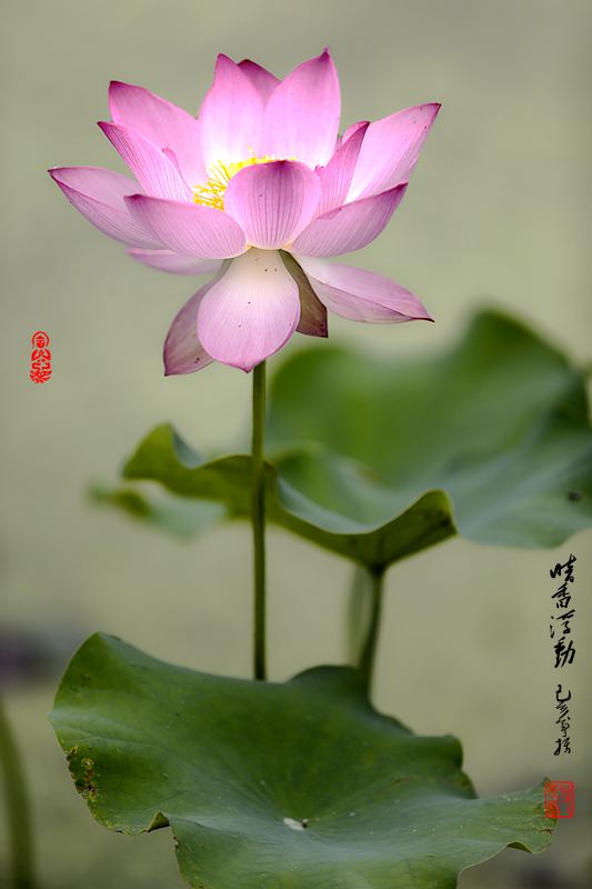 暗香浮动