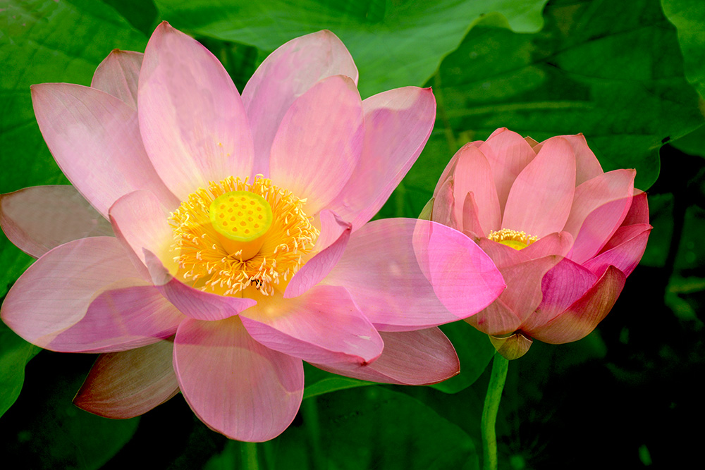 出水芙蓉