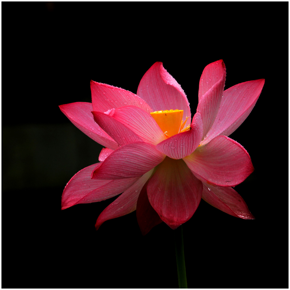 荷花_0188