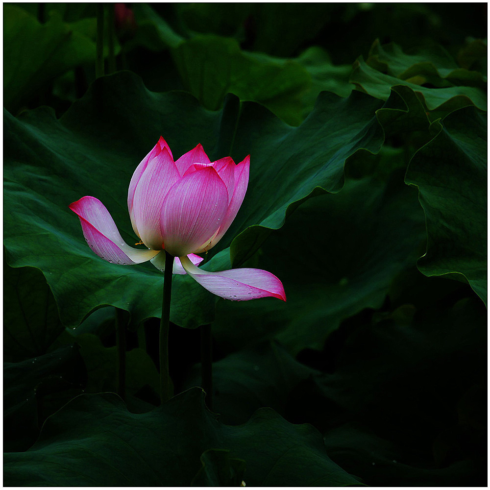 荷花_9998