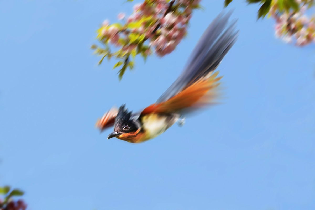 俯冲