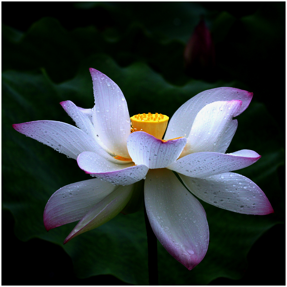 荷花_0391