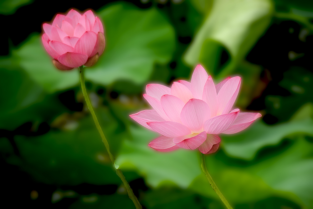 红菏菡萏