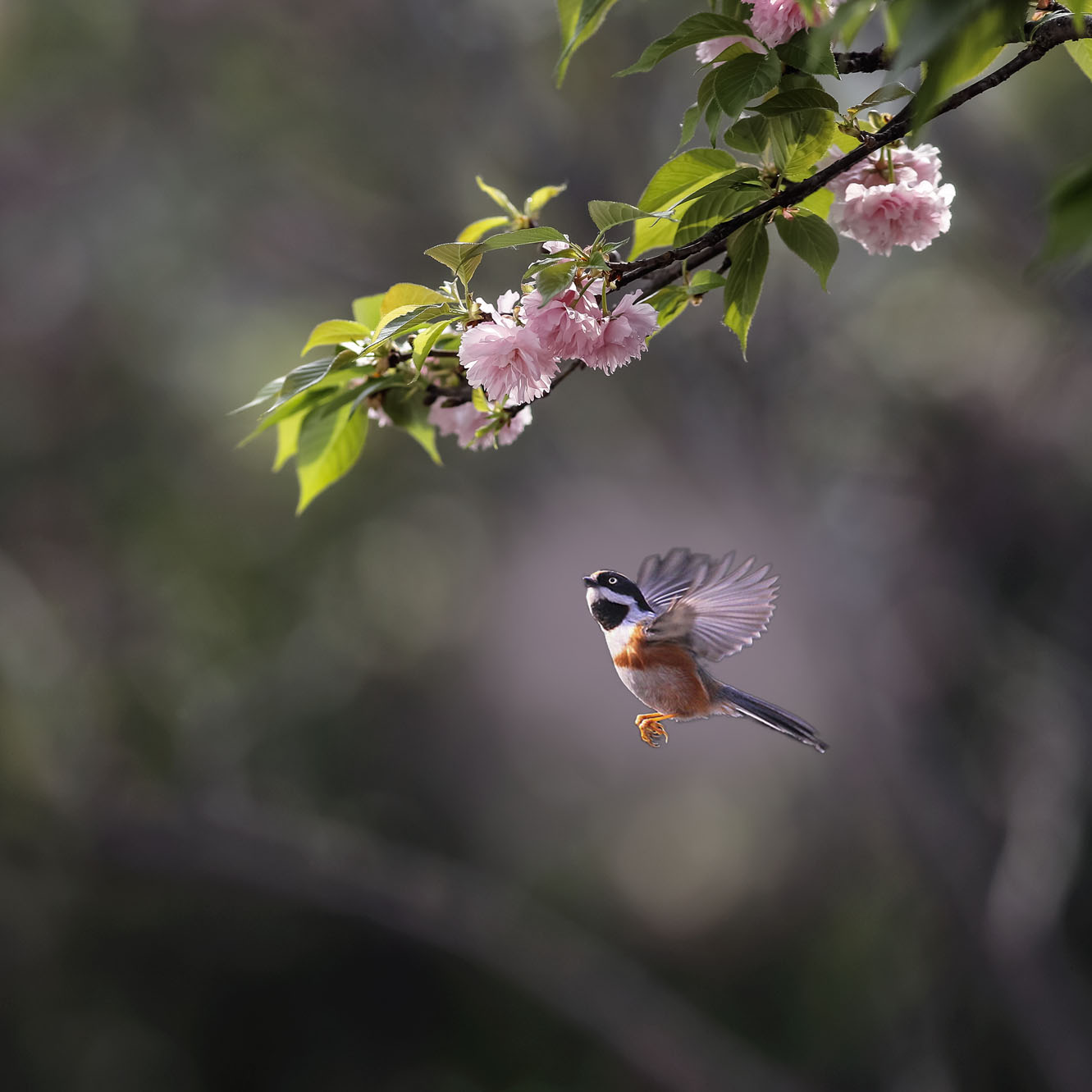 人间四月花