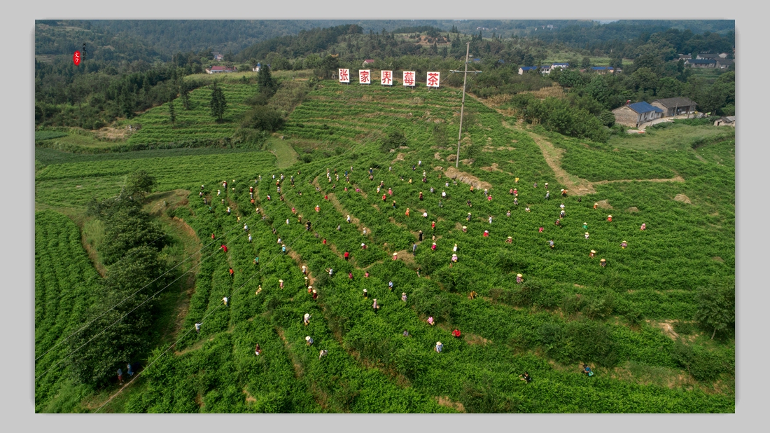 莓茶采摘季
