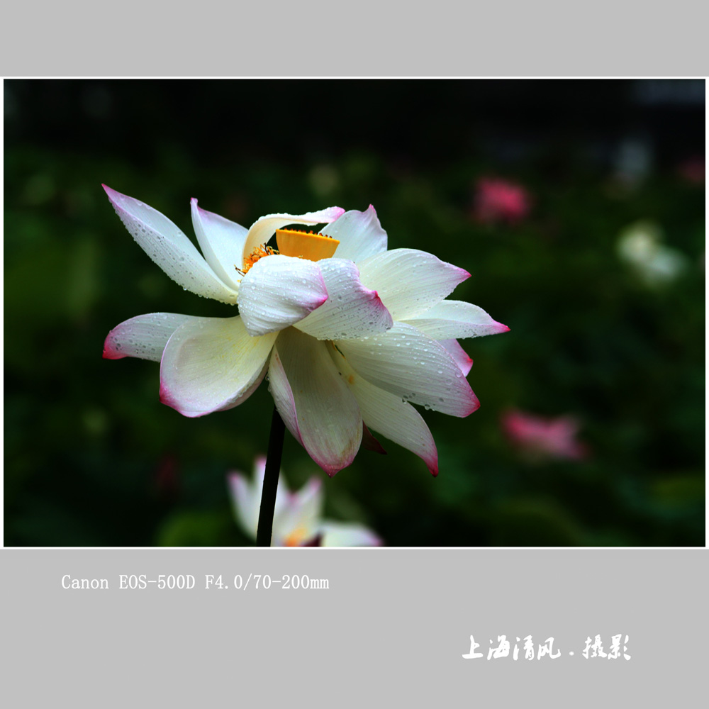 六月荷花_0496