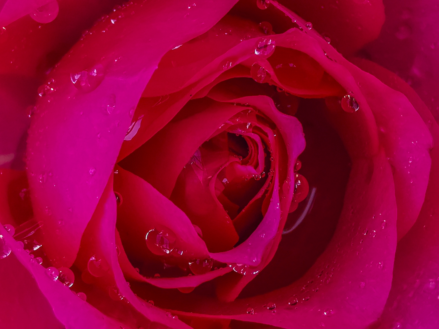 花蕊