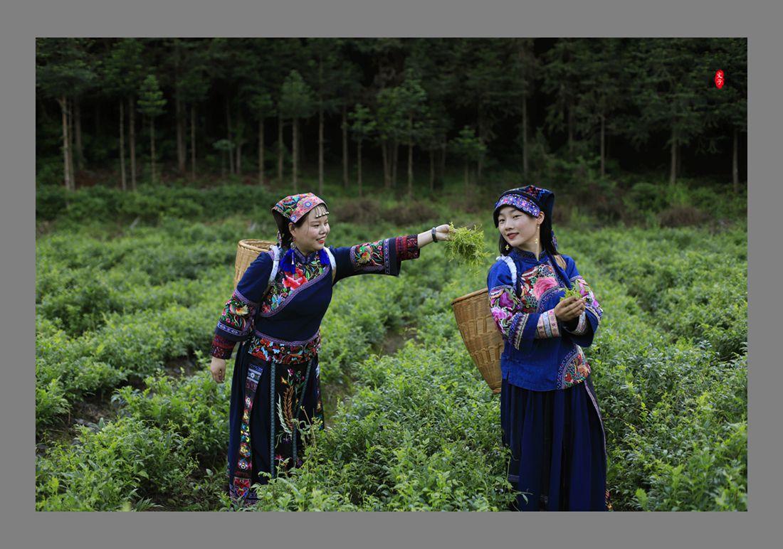 采茶阿妹
