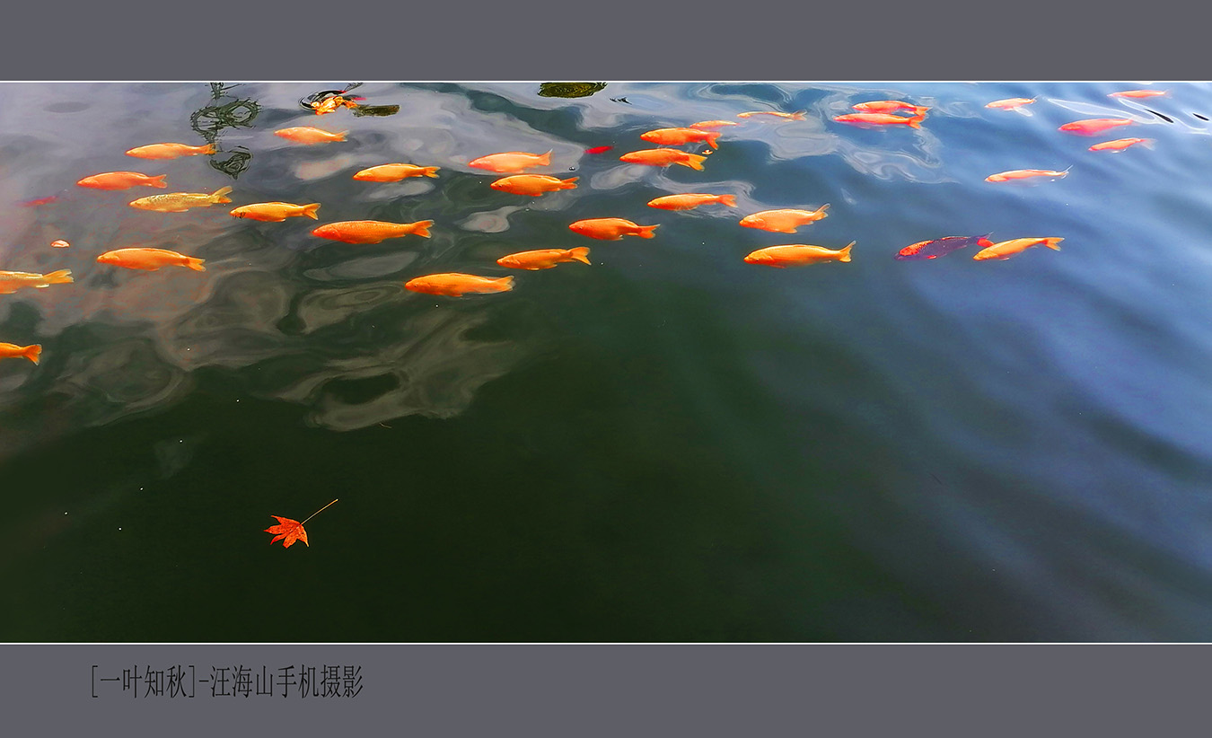一叶知秋