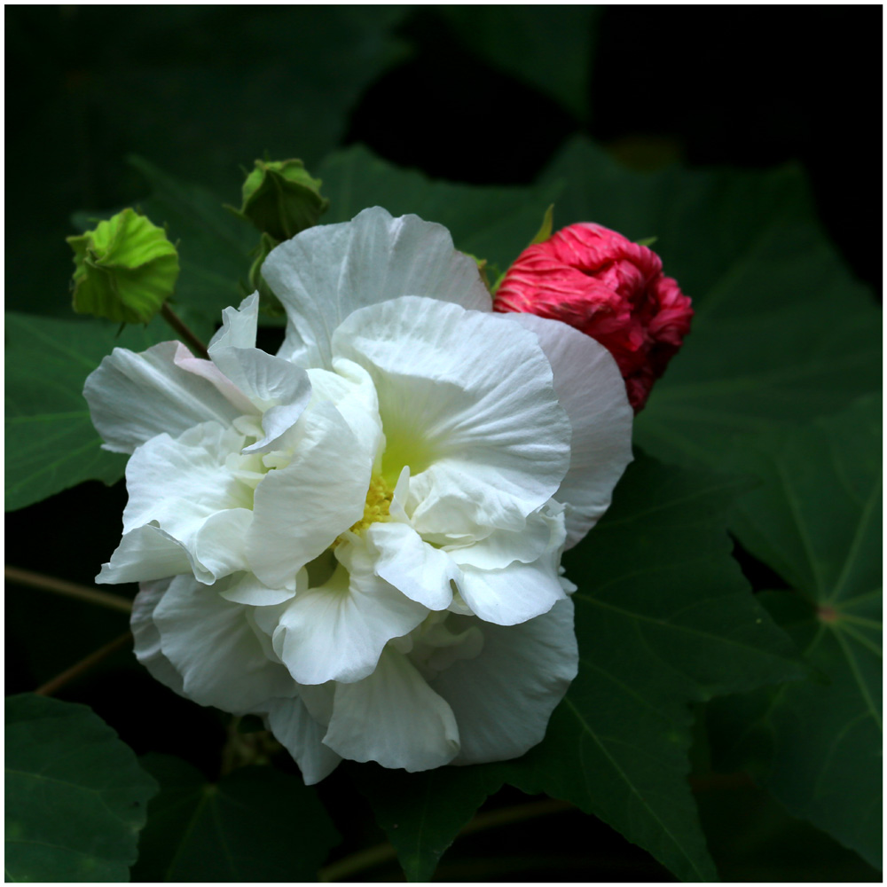 芙蓉花_1681