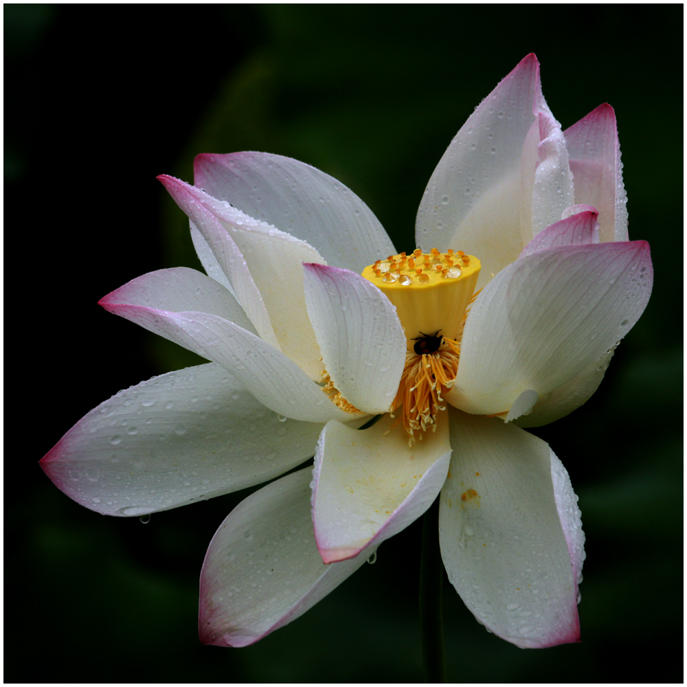 荷花_0152