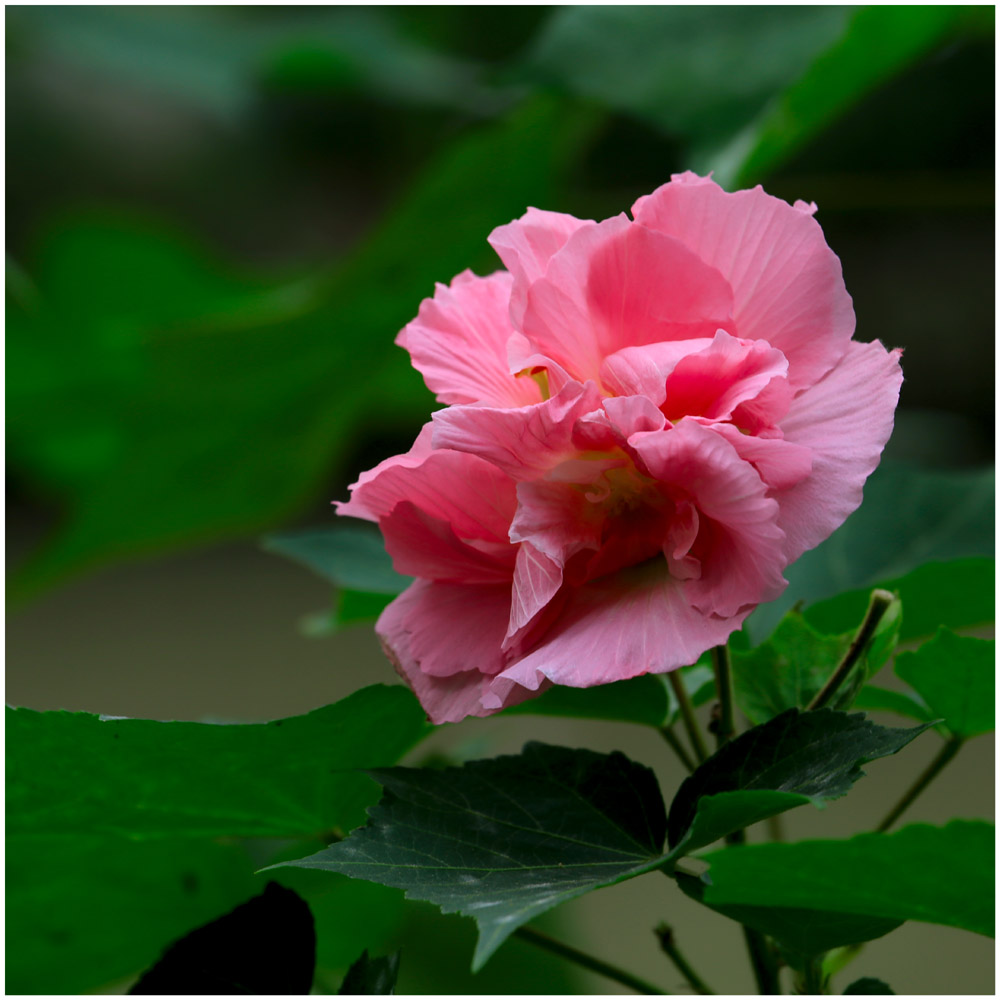 芙蓉花_1654