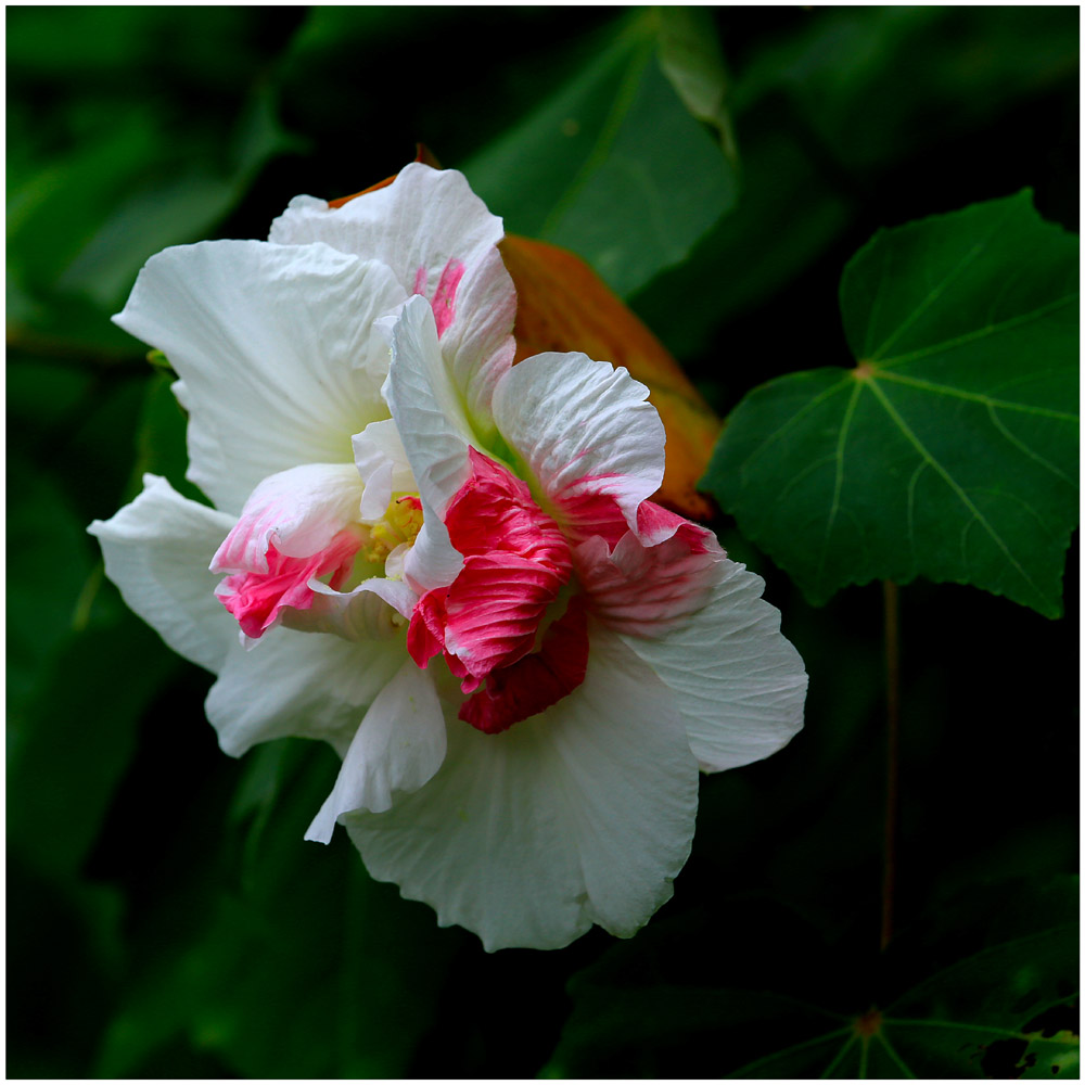 芙蓉花_5001