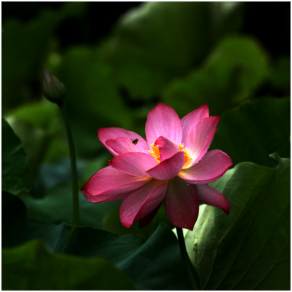 荷花_0382