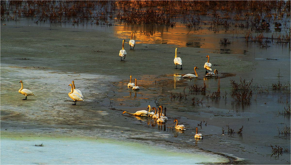 春晓