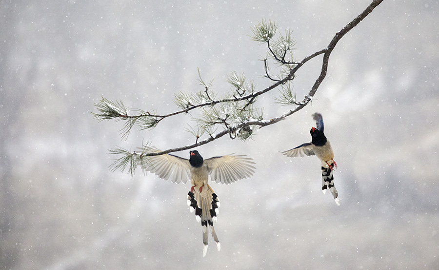 红嘴蓝鹊迎瑞雪