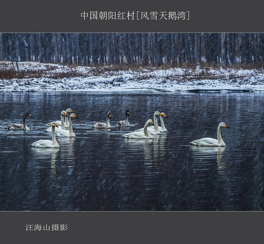 风雪天鹅湾