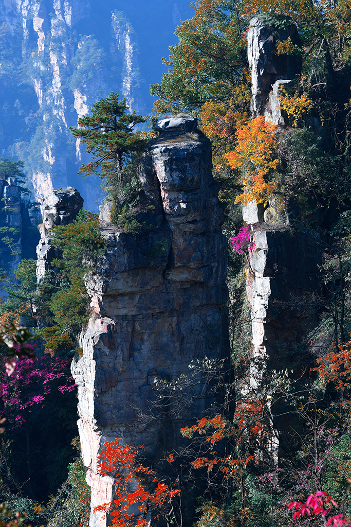 山花烂漫