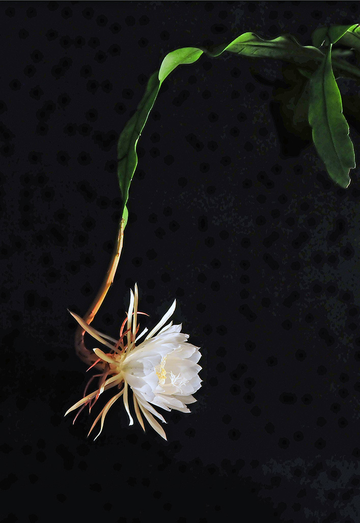昙花