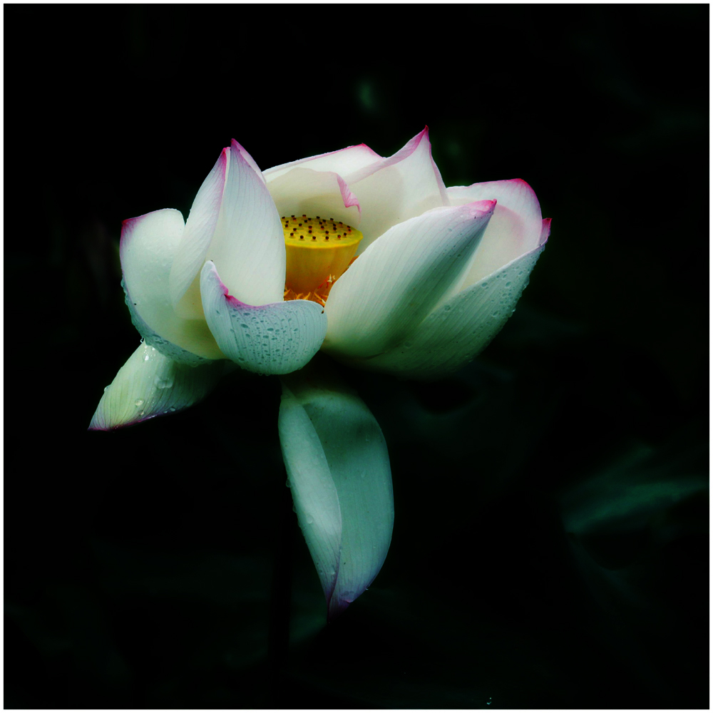 荷花_0189