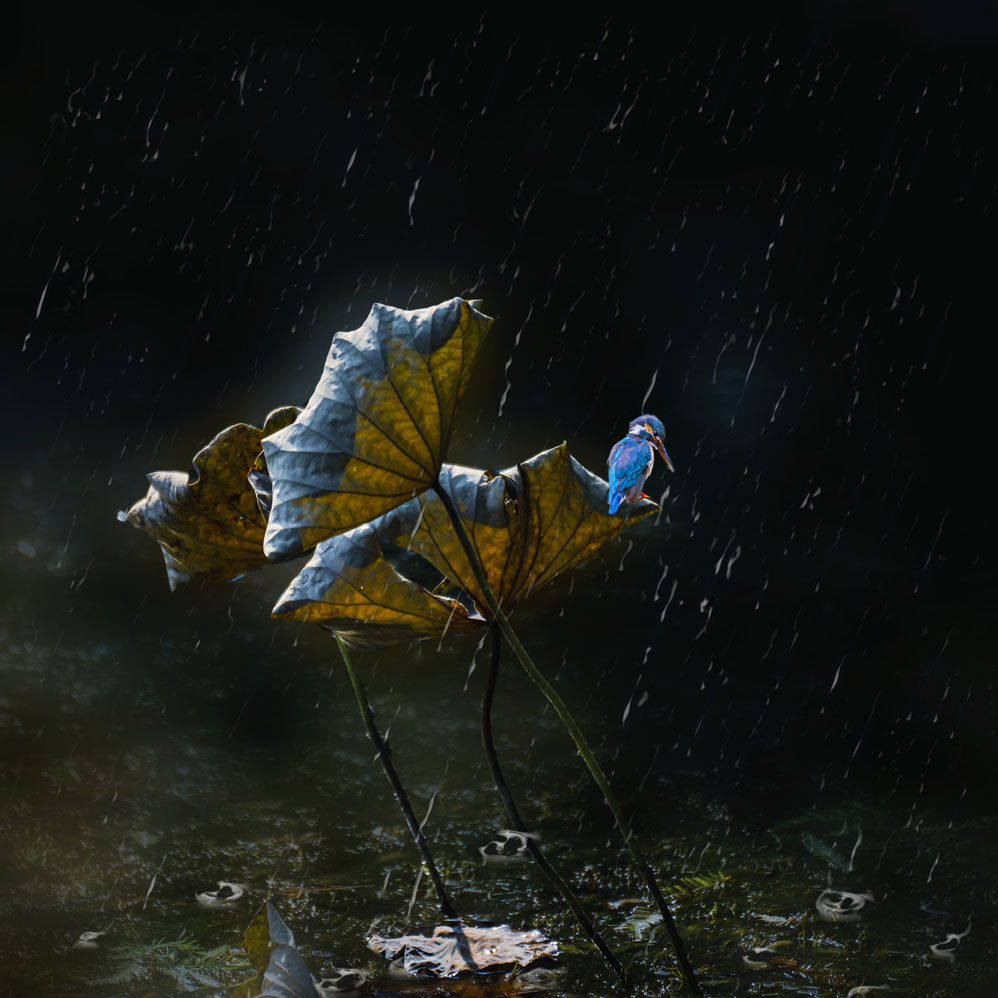 听雨