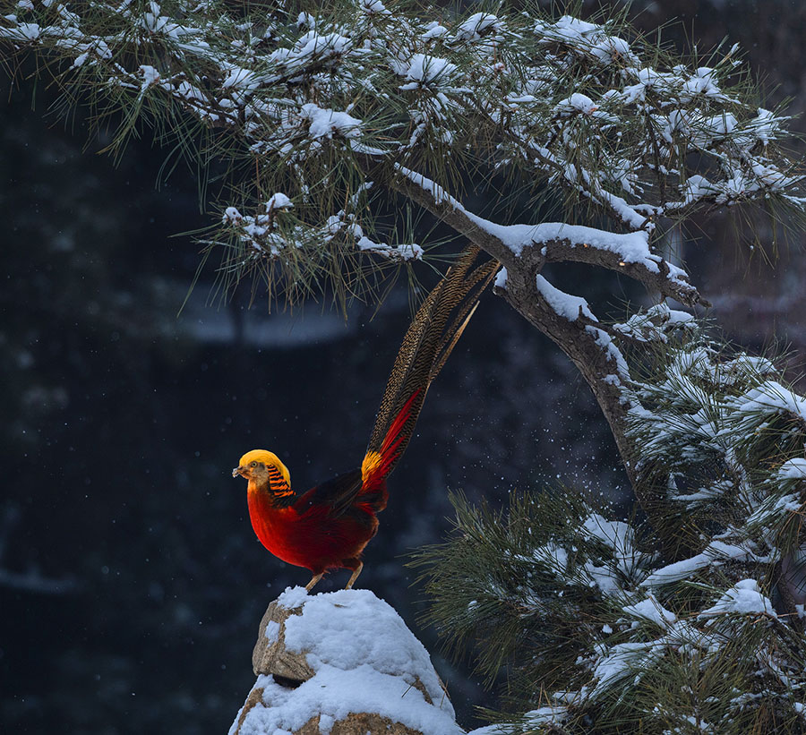 瑞雪锦鸡