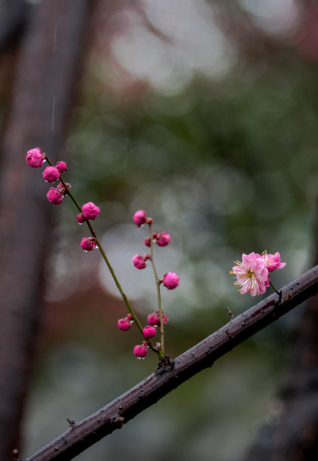 雨中红梅别样美