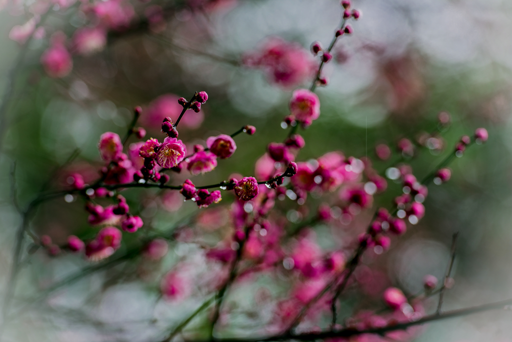 雨中红梅别样美