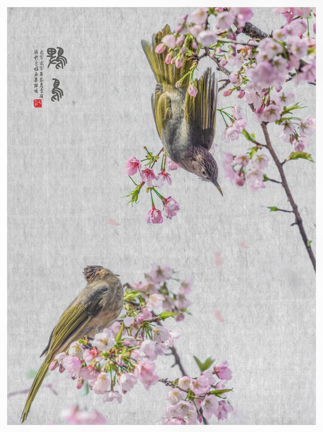 西界鹎鸟图