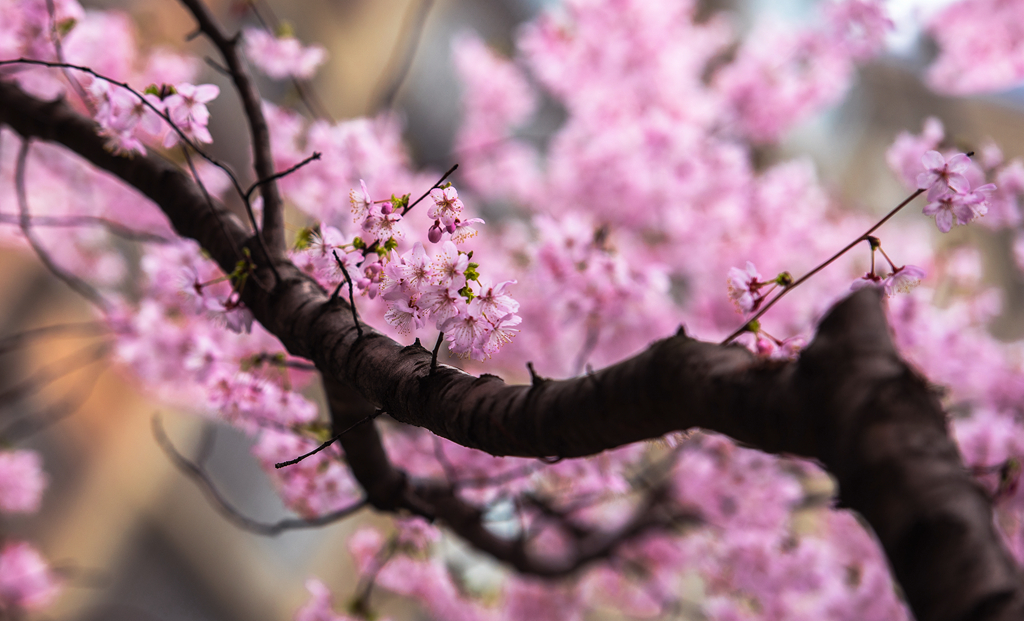 樱花烂漫