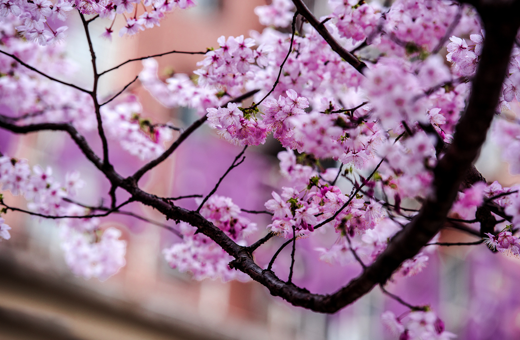 樱花烂漫