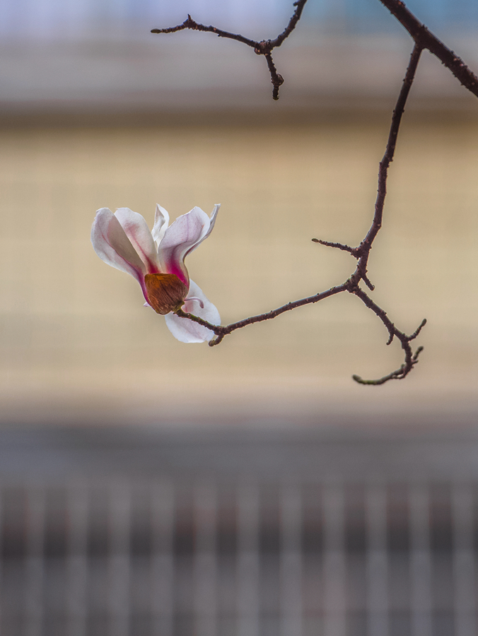 玉兰花开
