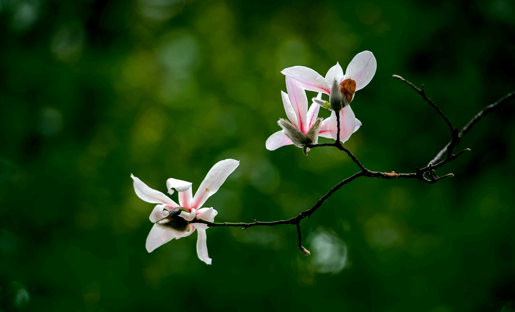 玉兰花开